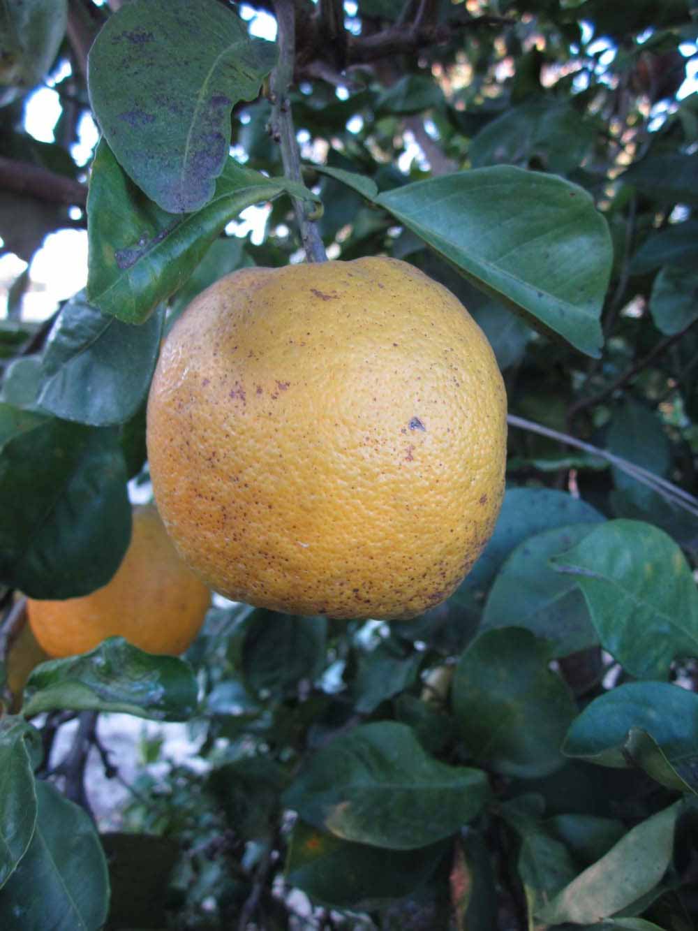               Fruit (Winter Haven, FL)       
